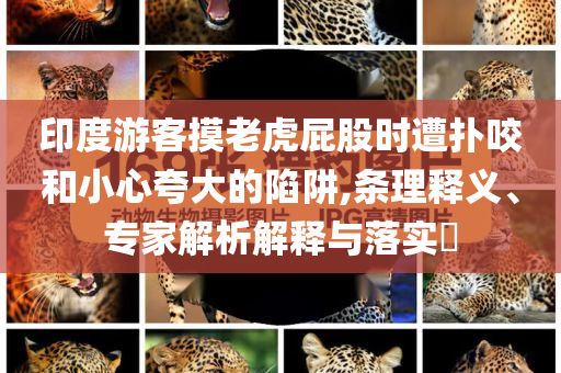 印度游客摸老虎屁股時遭撲咬和小心夸大的陷阱,條理釋義、專家解析解釋與落實(shí)?