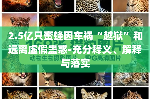 2.5億只蜜蜂因車禍“越獄”和遠離虛假蠱惑-充分釋義、解釋與落實