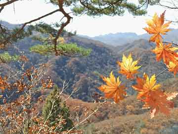 新澳门免费精准龙门客栈管家婆:微观解答、解释与落实,杜绝虚假的假宣传风