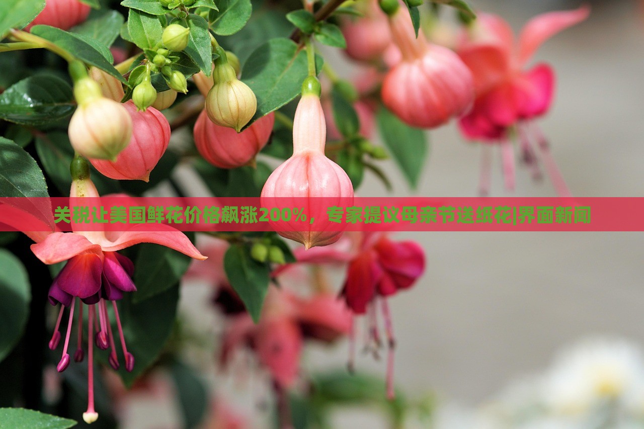 關(guān)稅讓美國鮮花價格飆漲200%,專家提議母親節(jié)送紙花|界面新聞 關(guān)稅讓美國鮮花價格飆漲200%,專家提議母親節(jié)送紙花|界面新聞